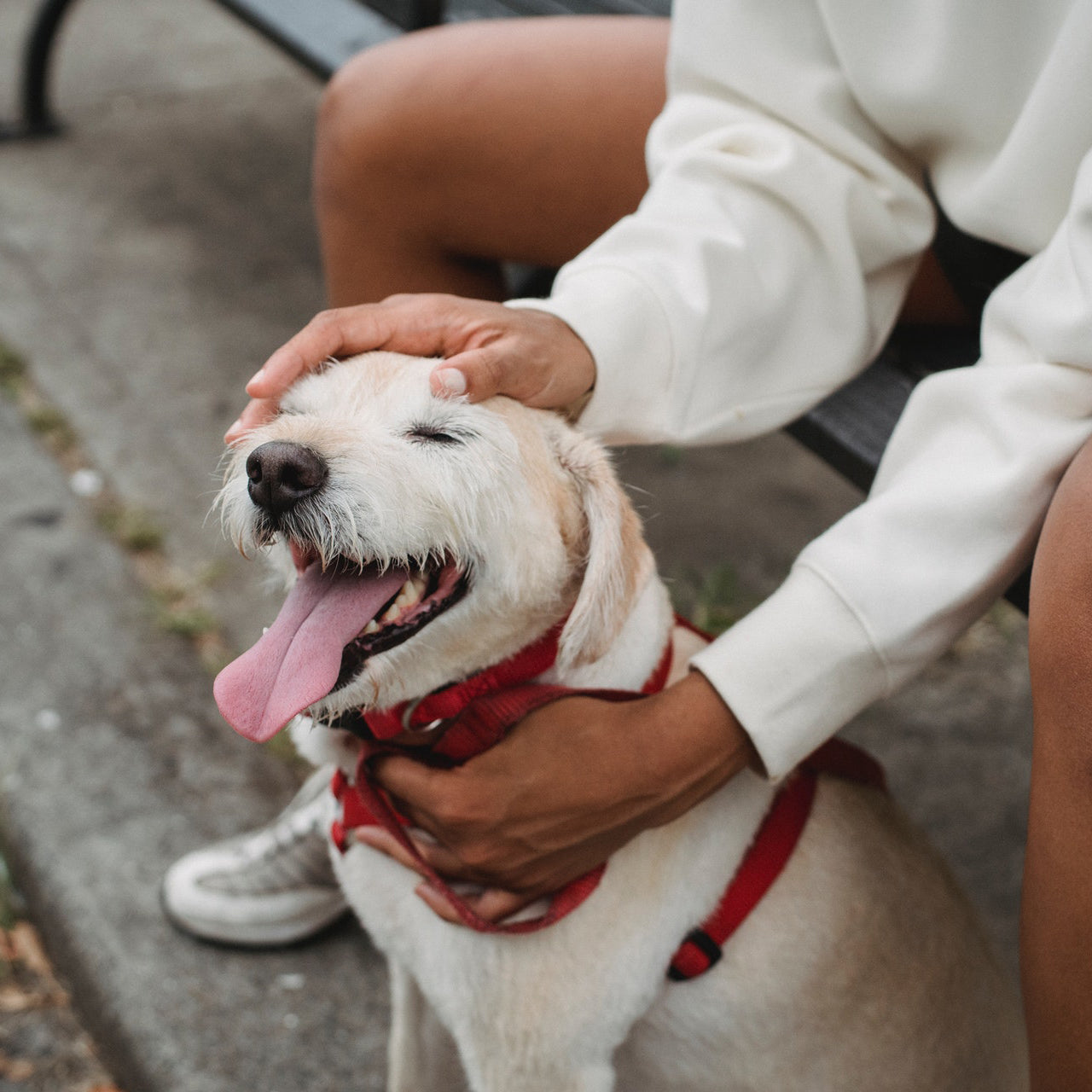 Collars & Leashes