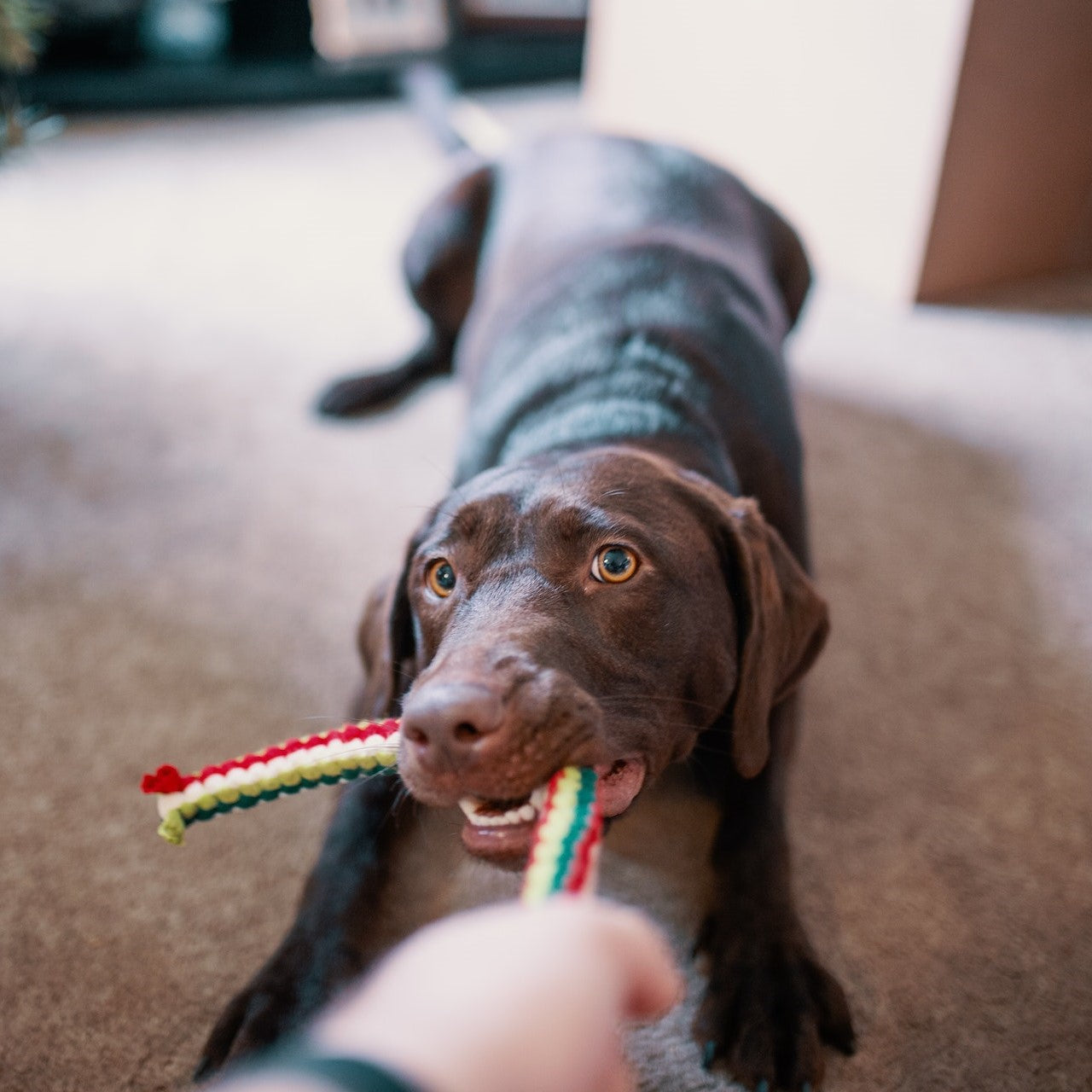 Pet Accessories & Toys