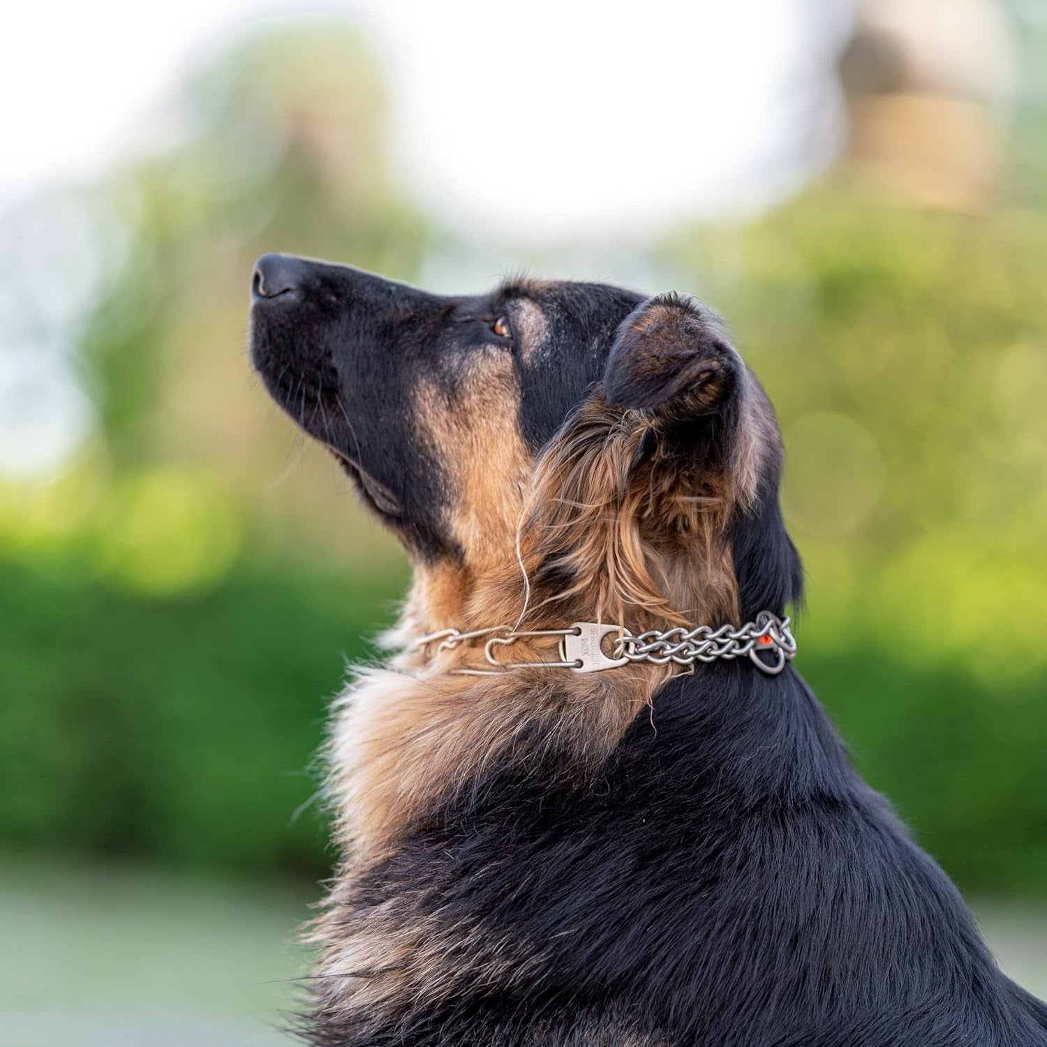 Matte Stainless Steel Scratch Resistant Dog Collar with Swivel D-Ring Training Collar for Small Dogs (16In X 2.25Mm (Neck Size up to 13 In) | Matte)