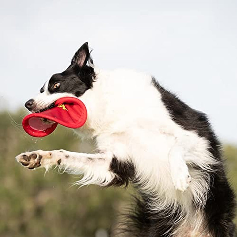 Nerf Dog Nylon Flyer Dog Toy, Frisbee, Lightweight, Durable and Water Resistant,